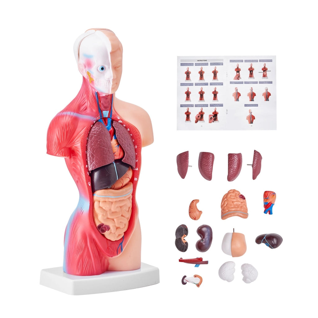 Modello Anatomico Torso Umano 28 cm 15 Pezzi LD-203 in PVC con Organi Rimovibili per Didattica