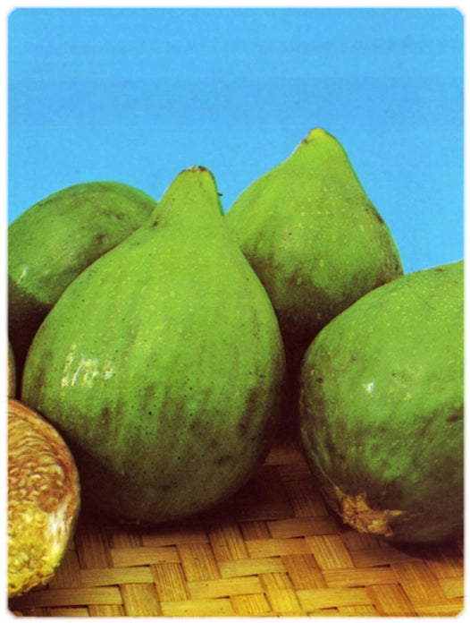 Fico Fiorone Petrelli - Varietà  di origine barese Pianta da Frutta