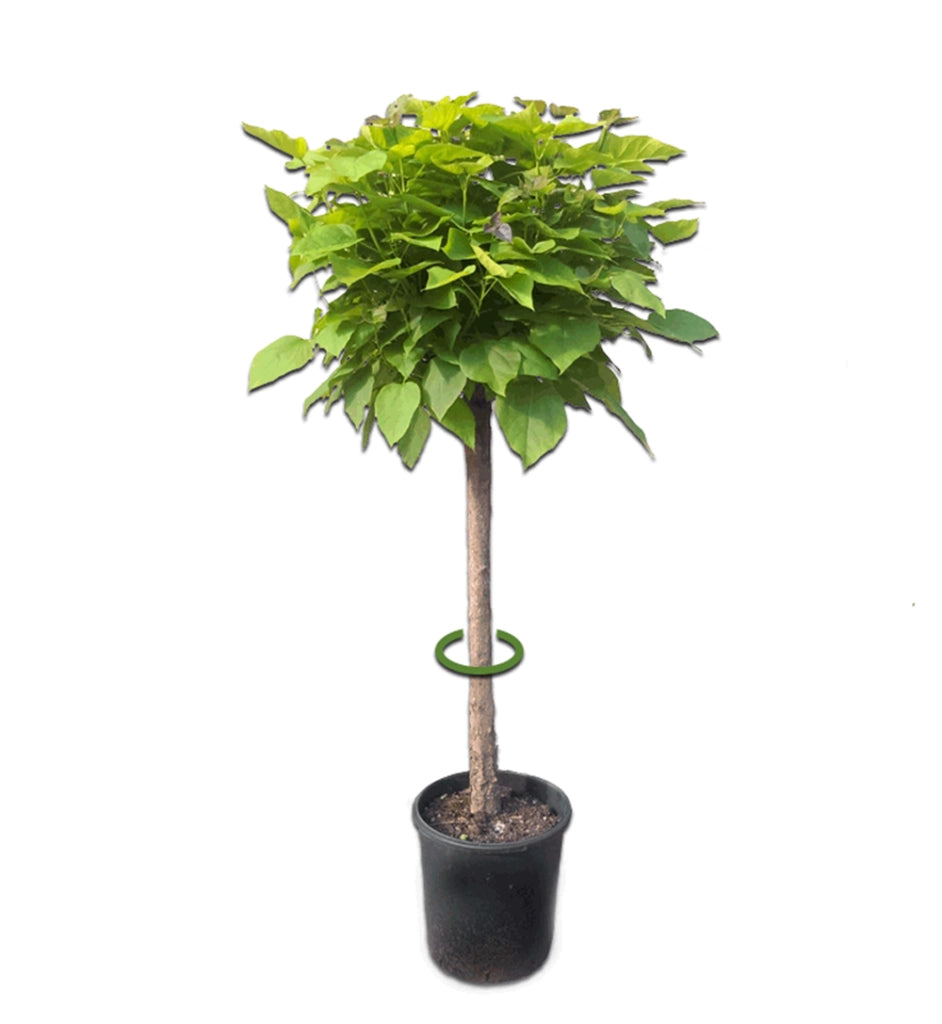 Pianta Catambra mezzo fusto Ambrogio Italia Dimensione fusto: Da 8cm a 10cm