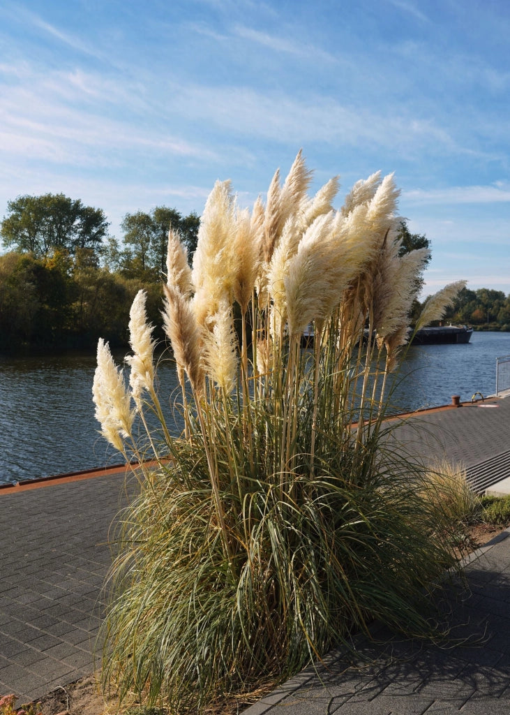 CORTADERIA SELLOANA BIANCA (Gynerium) VASO 55