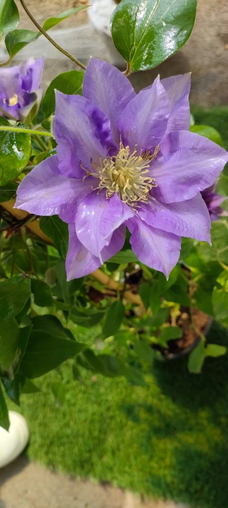 Pianta Clematis boulevard H 70cm Colore: Viola