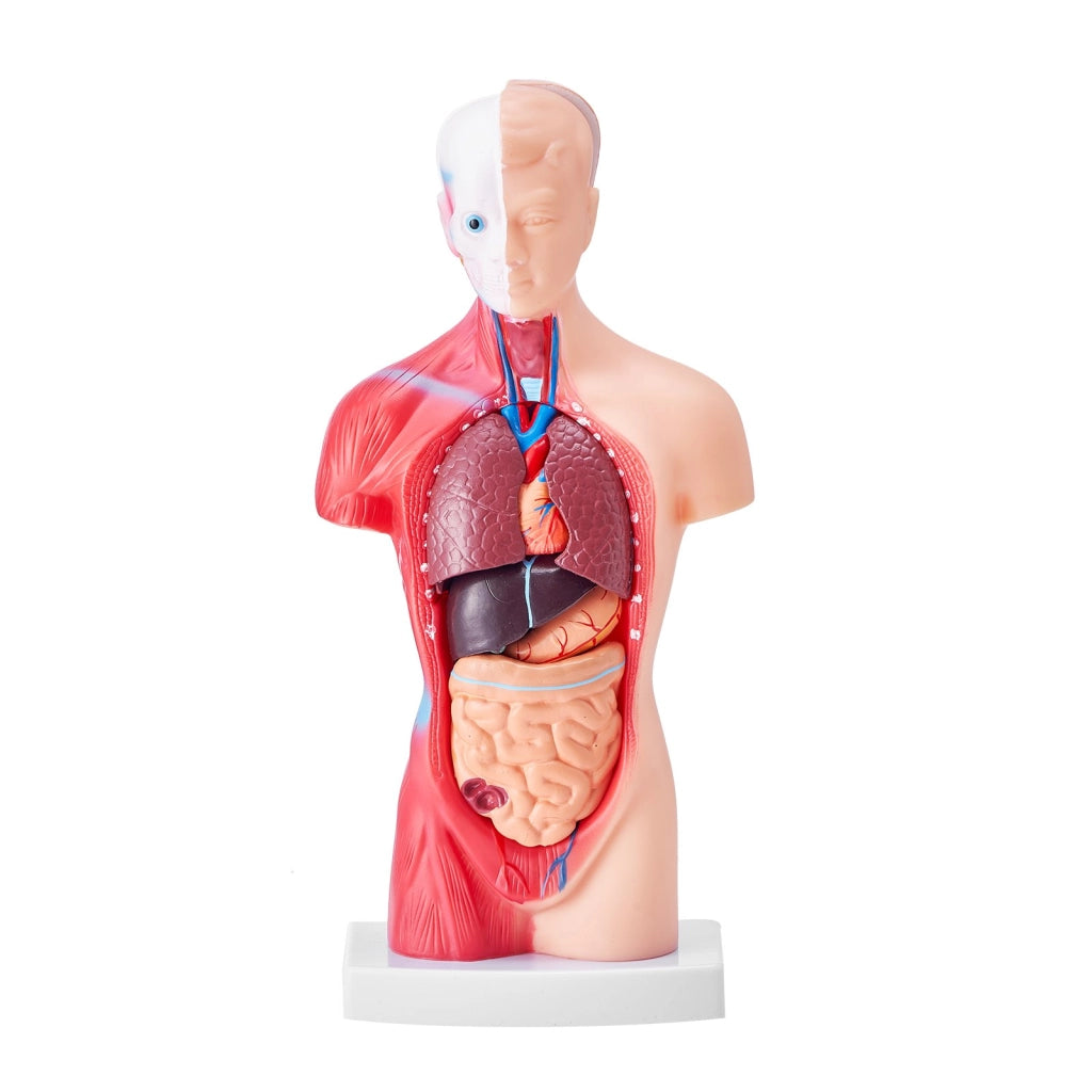 Modello Anatomico Torso Umano 28 cm 15 Pezzi LD-203 in PVC con Organi Rimovibili per Didattica