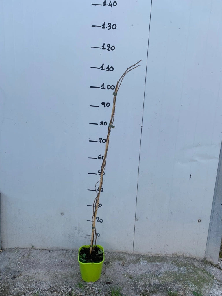 Actinidia Arguta KIWI  Missionario Chiandetti senza pelo precoce FOTO REALI H 110CM