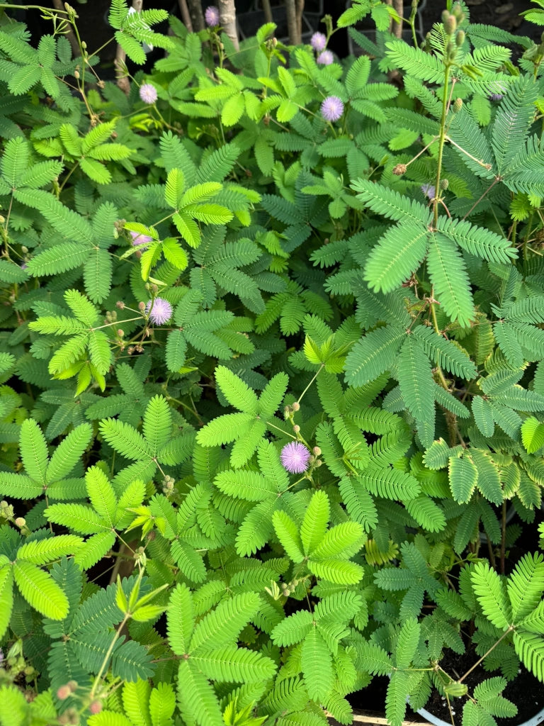 Mimosa Pudica Sensitiva - vaso 17 cm H40 cm