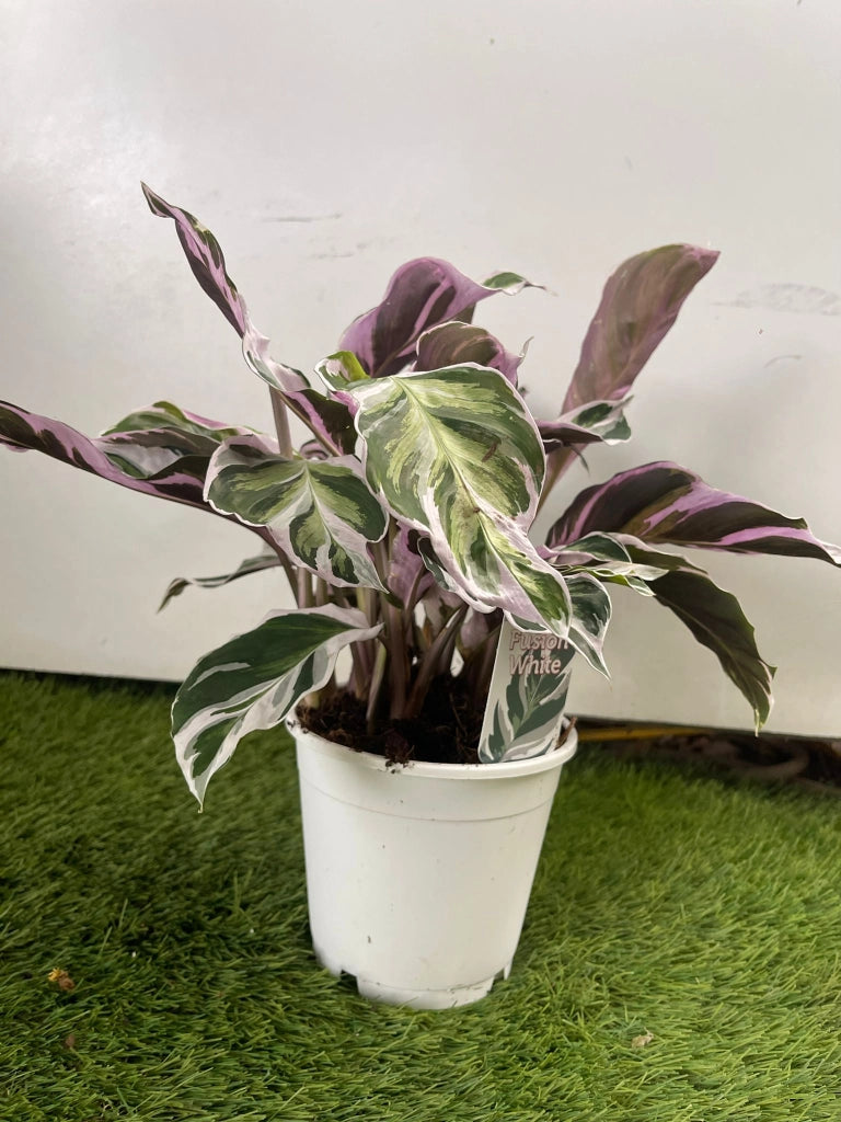 Calathea Fusion White Vaso 14 - Pianta Fiore Foto Reali