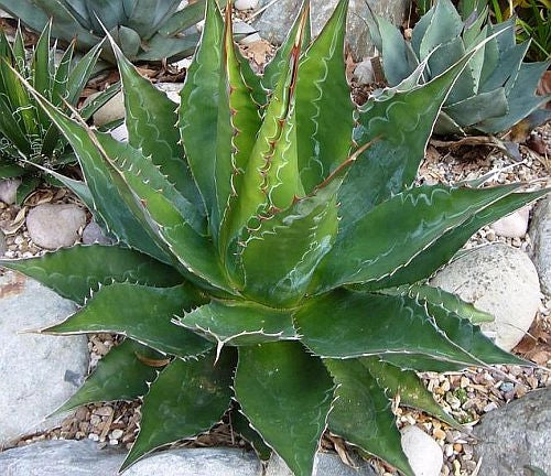 pianta AGAVE MONTANA (FOTO REALI)