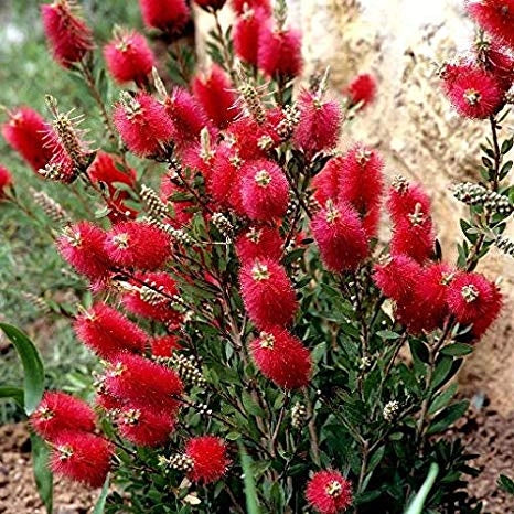 Pianta di Callistemon pink vaso 24cm