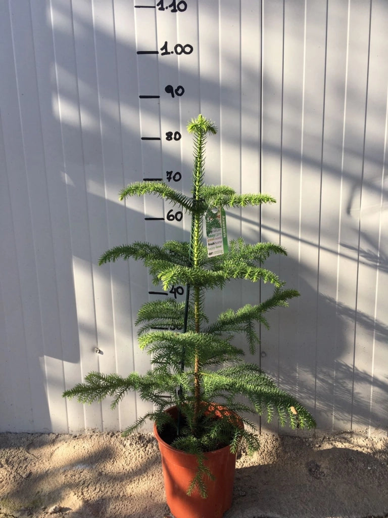 Araucaria heterophylla vaso 20cm h 80 cm foto reali