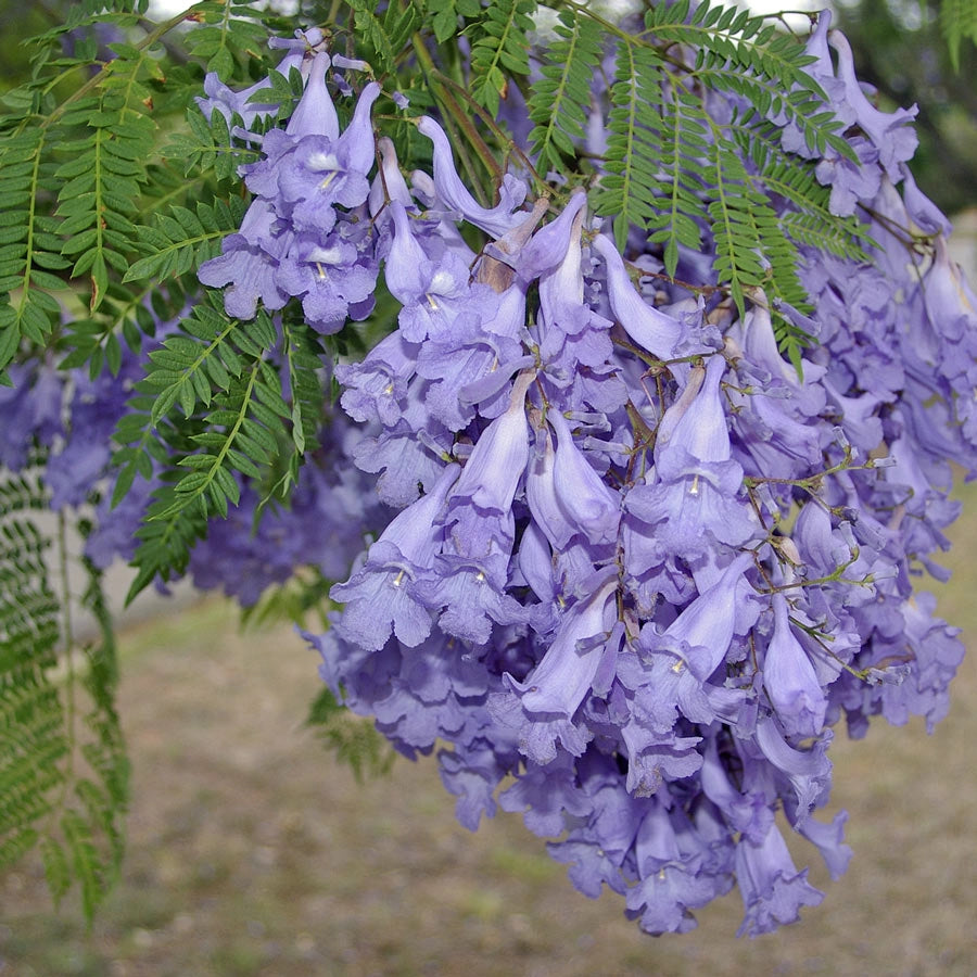 Jacaranda mimosifolia (Albero Glicine) vaso 18cm H 130CM