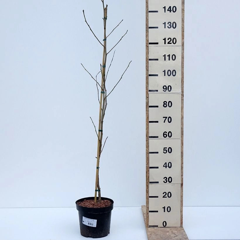 Liquidambar styraciflua – Vaso 24, Altezza 130 cm