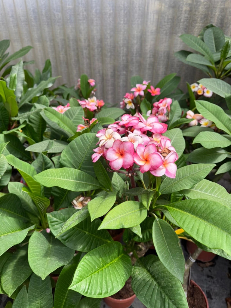 "Frangipani" Plumeria Boutique in vaso 20 cm H60 – Pianta tropicale dai fiori profumati
