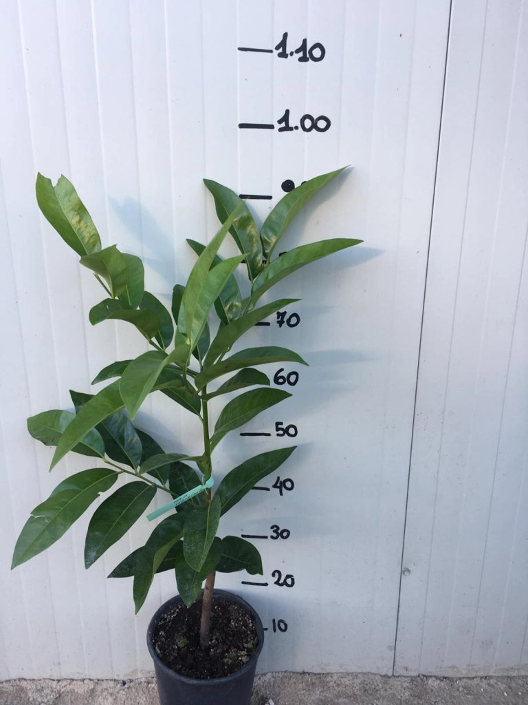 Zapote nero, Albero del Cioccolato, Diospyros Digyna foto reali H 100 cm