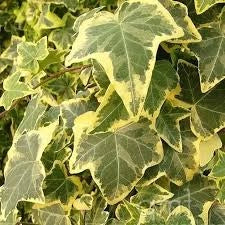Hedera helix ‘Goldchild’ – Edera ornamentale sempreverde variegata