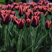 6 bulbi di TULIPANI SLAWA 11/12