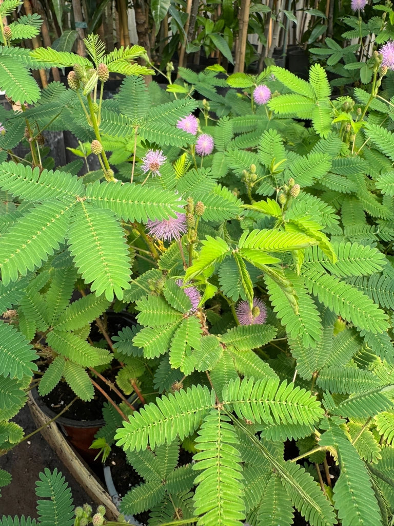 Mimosa Pudica Sensitiva - vaso 17 cm H40 cm
