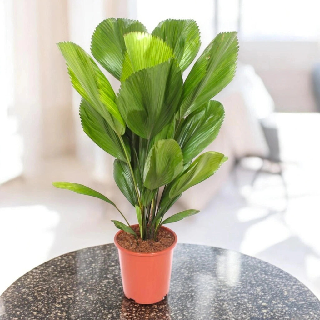 Gardenaria Licuala - Pianta da interno ornamentale Altezza: 80 cm (vaso 19)