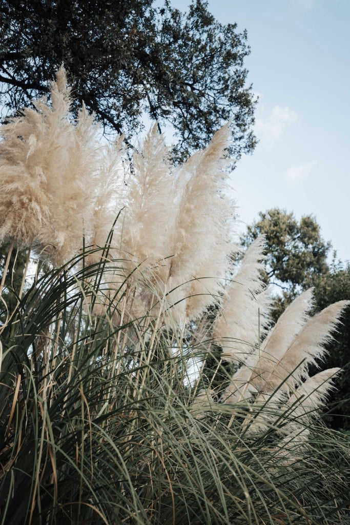 CORTADERIA SELLOANA BIANCA (Gynerium) VASO 55