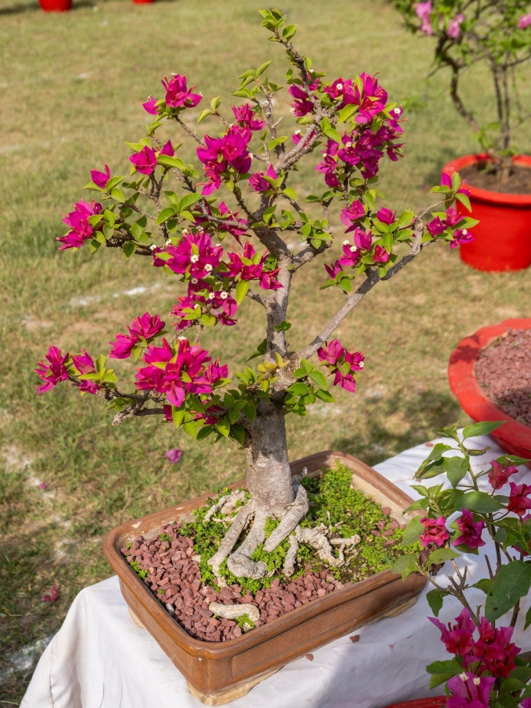 Buganvillea Bougainvillea Bonsai Fiore Doppio Vaso 60 cm Arbusto da Esterno
