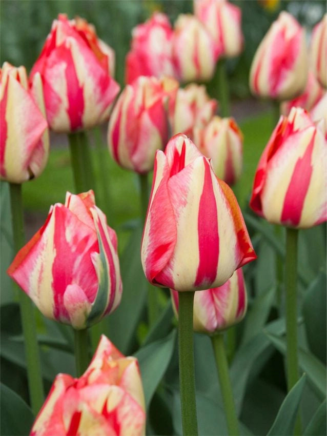 6 bulbi di TULIPANI SPRYNG BREAK 12+