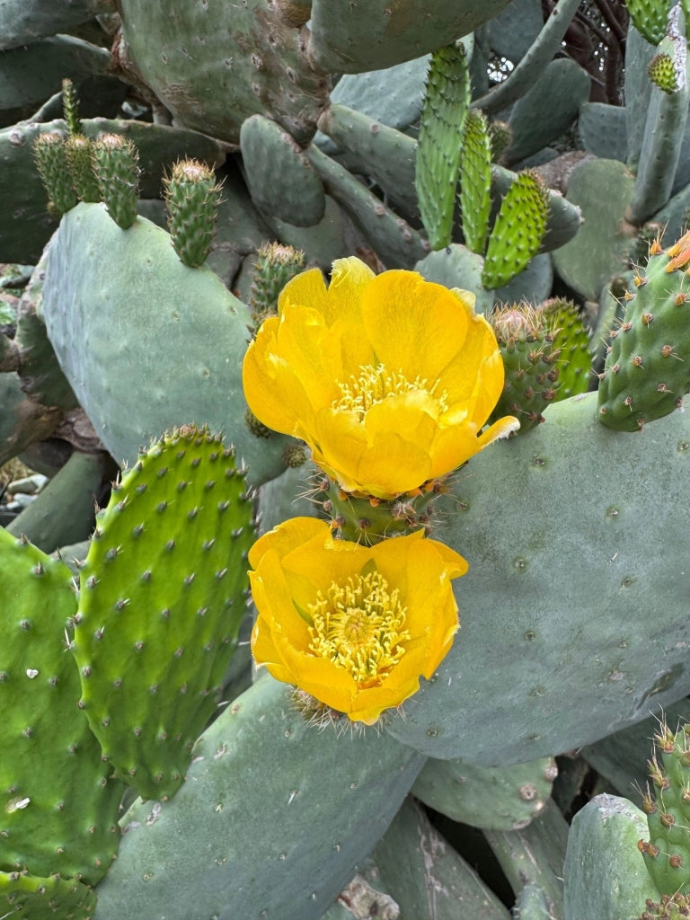 OPUNTIA FICUS INDICA (FICO D'INDIA) VASO 60 Lt.90
