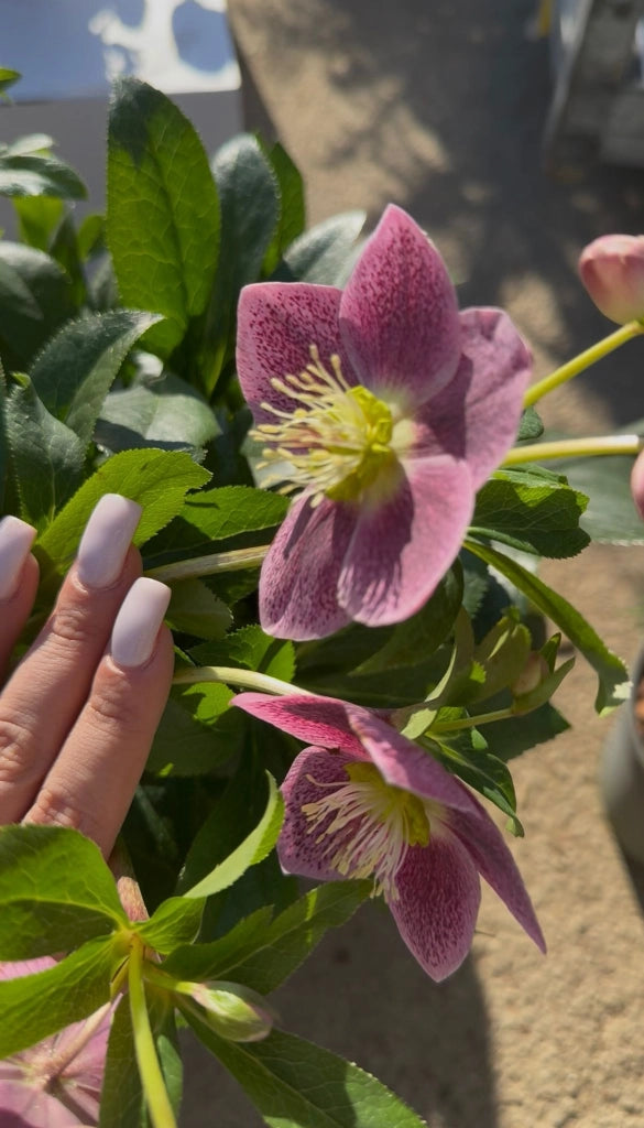 Elleboro orientale “Single” – Perenne elegante a fiore semplice per fioriture precoci (foto reali) Colore: Viola