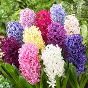 5 bulbi di GIACINTI ORIENTALIS SEL.MIX 15/16