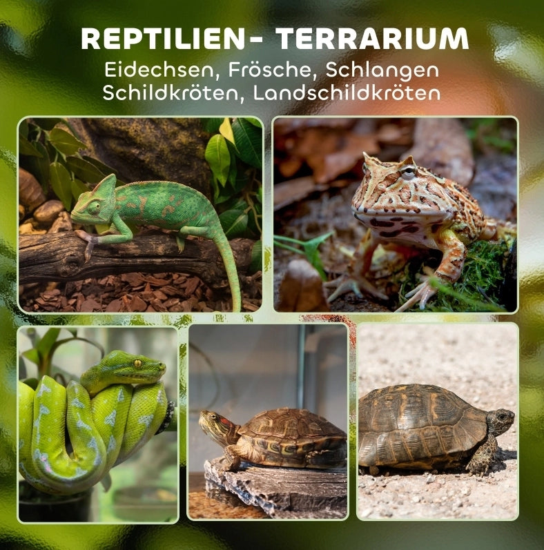 Terrario in vetro per rettili con base impermeabile e serratura a pulsante