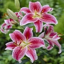 3 bulbi di LILIUM STARGAZER 14/16