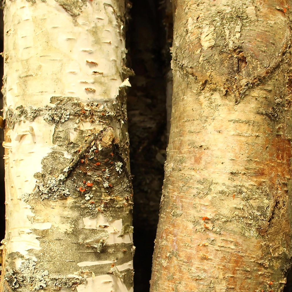 Tronco in Legno di Betulla Lunghezza 200 cm