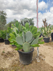 OPUNTIA FICUS INDICA (FICO D'INDIA) VASO 60 Lt.90