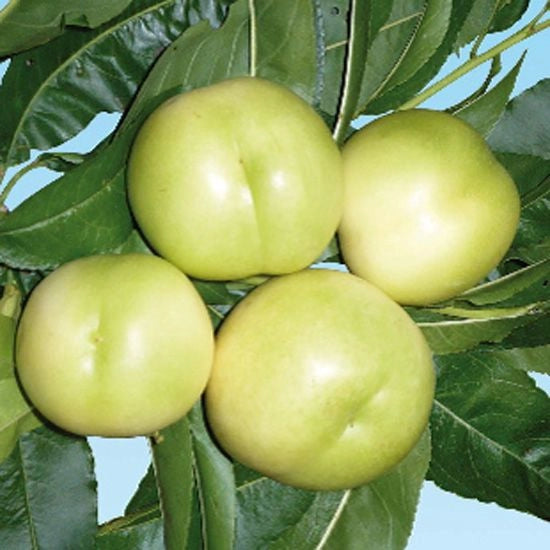 Pianta di PESCO NOCE BIANCO (SBERGIO BIANCO) polpa succosa, profumata