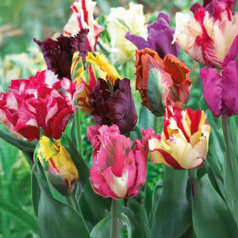 6 bulbi di TULIPANI PAPPAGALLO MIX 11/12