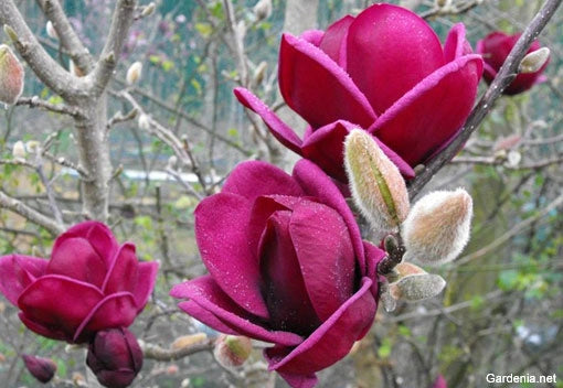 PIANTA DI MAGNOLIA X 'GENIE'  VASO 18CM