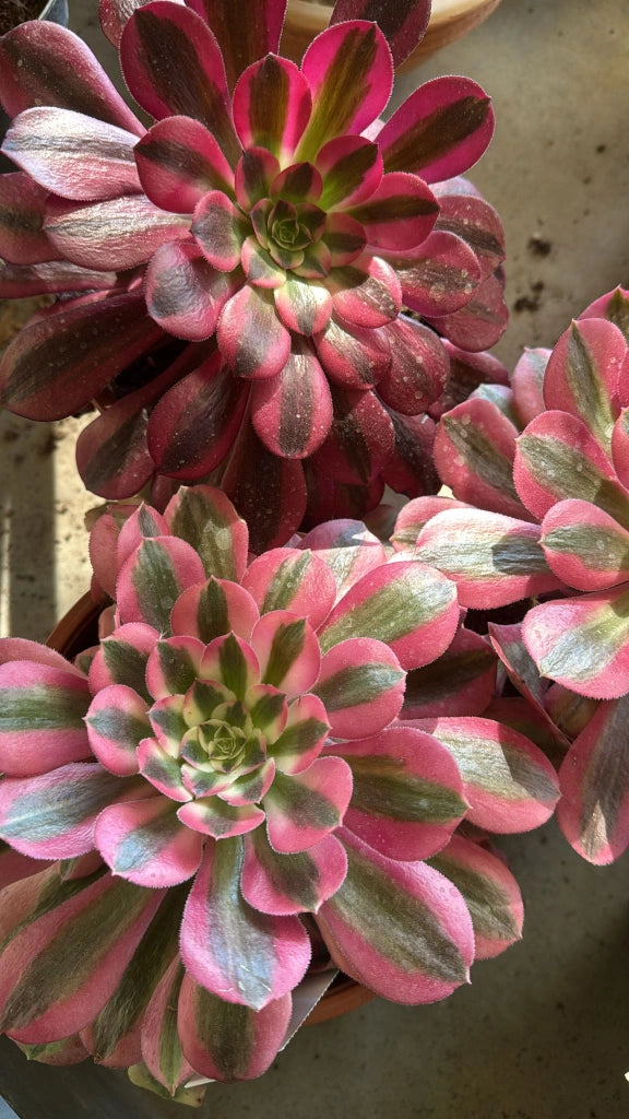 Pianta Aeonium Pink Witch, foto reali, pianta grassa succulenta