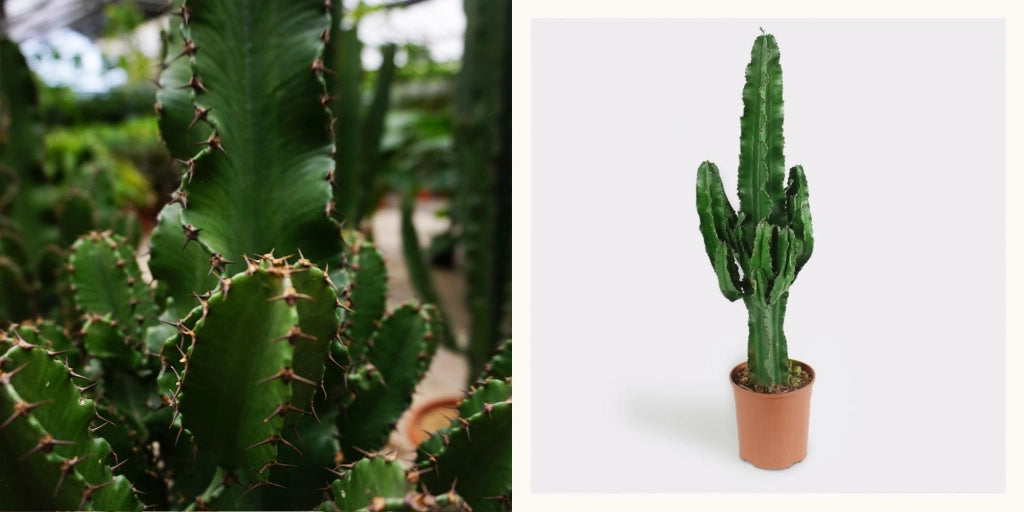 Euphorbia eritrea, cactus eritrea vaso 18cm H 100cm