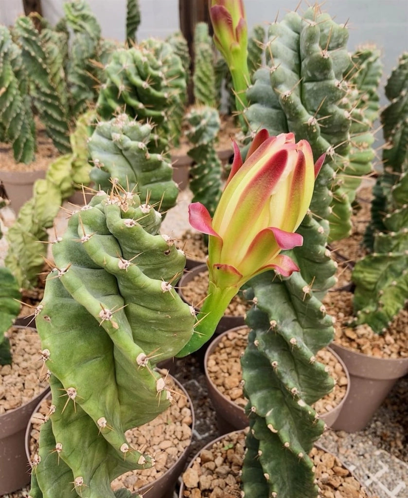 CEREUS FORBESII CV. SPIRALIS - Pianta Grassa Cactus Vaso 10,5 H30 cm Foto Reali
