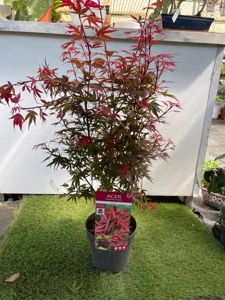 Acero Acer shaina giapponese resistente - Foglie rosse vaso 19 Pianta Foto Reali