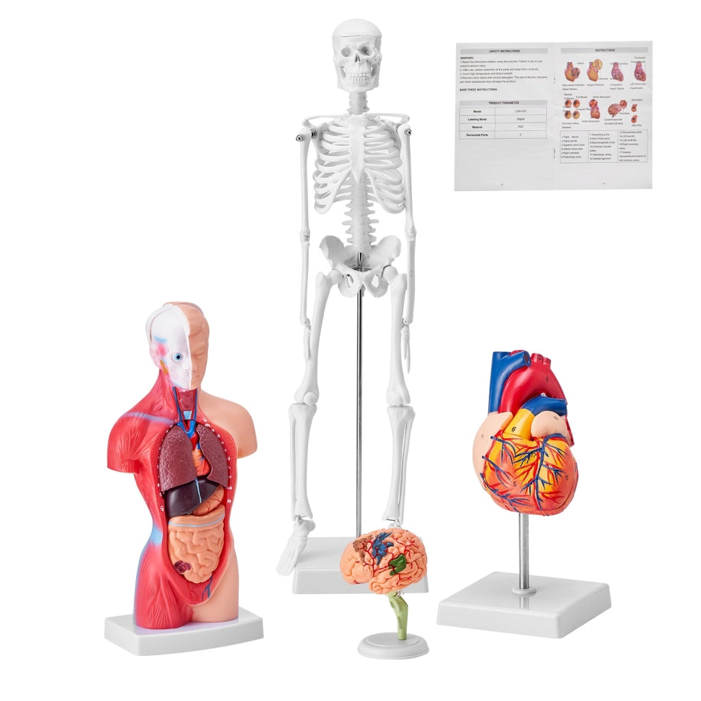 Modello anatomico umano in PVC set 4 pezzi LD-3JT scheletro busto cuore e cervello con parti staccabili per studio ed insegnamento
