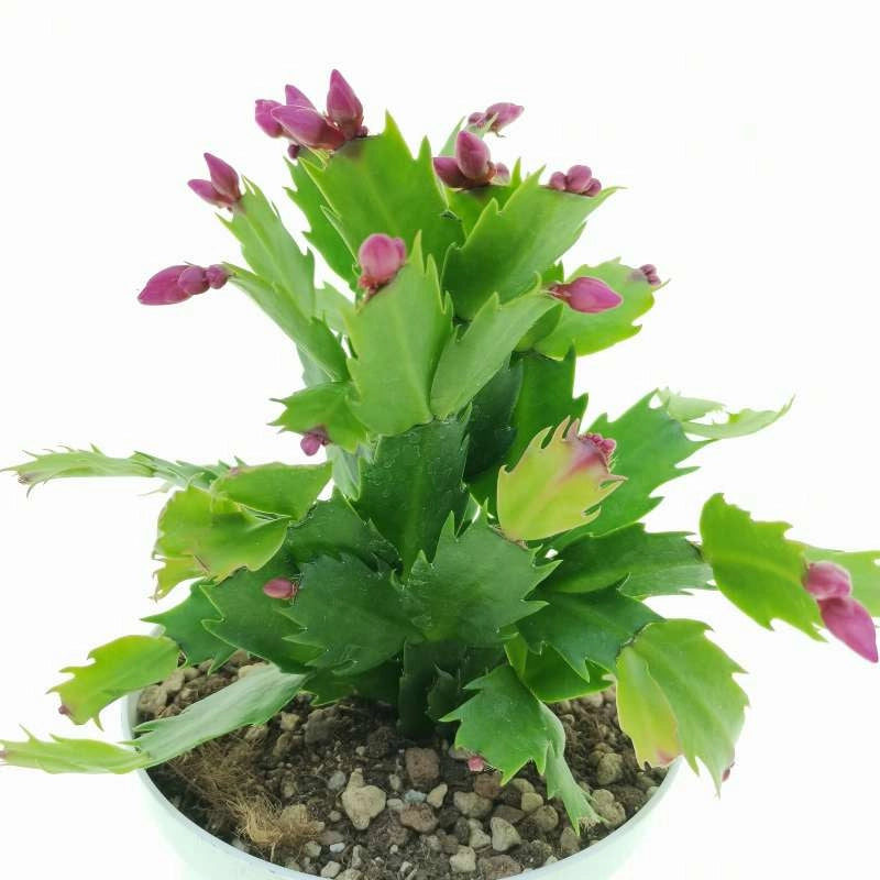 Schlumbergera in vaso 13 – Cactus di Natale elegante e fiorito