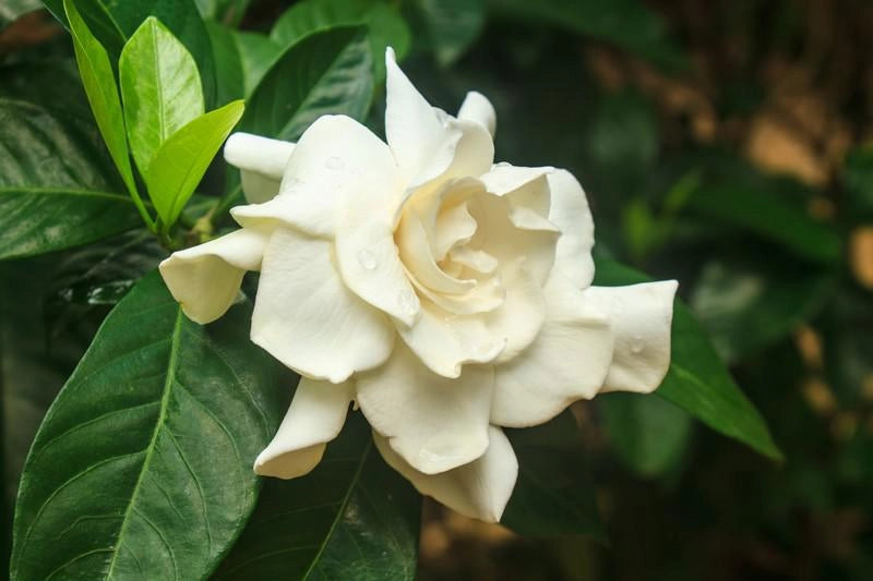 Pianta di Gardenia Jasminoides vaso 17cm